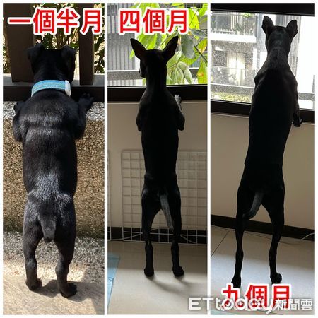 d7411368 ▲▼鏡頭恐懼症發作! 歐告拍照撐鼻孔「露一排米粒牙齒」尷尬笑。(圖/飼主高孟絹授權提供)