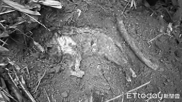 d7411382 ▲北市信義區驚傳情侶檔虐殺5認養貓,動保處緊急將兩人移送法辦。(圖/記者張君豪翻攝)