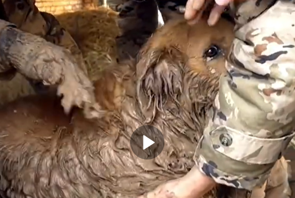 ▲不放棄！黃金獵犬地震後「遭泥漿掩埋30小時」　救出瞬間淚眼汪汪（圖／翻攝自微博／農民頻道）