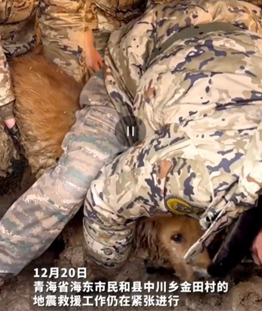 ▲不放棄！黃金獵犬地震後「遭泥漿掩埋30小時」　救出瞬間淚眼汪汪（圖／翻攝自微博／農民頻道）
