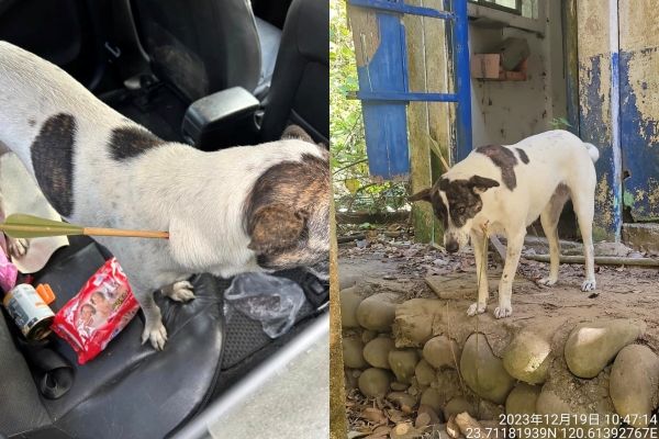 雲林斗六驚傳虐狗事件。（圖／翻攝自Facebook／雲林縣關懷動物協會）