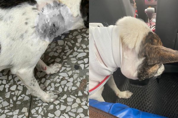 雲林斗六驚傳虐狗事件。（圖／翻攝自Facebook／雲林縣關懷動物協會）
