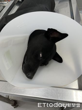 ▲▼ 歐告菜脯。（圖／網友許先生提供，請勿隨意翻拍，以免侵權。）