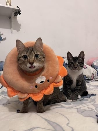 d7412503 ▲2貓取名「騙幾、羅賴把」!飼主疑惑第3隻要叫什麼? 留言超爆笑。(圖/有點毛毛的/飼主陳芷盷提供)