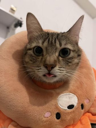d7412504 ▲2貓取名「騙幾、羅賴把」!飼主疑惑第3隻要叫什麼? 留言超爆笑。(圖/有點毛毛的/飼主陳芷盷提供)