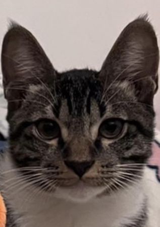 d7412505 ▲2貓取名「騙幾、羅賴把」!飼主疑惑第3隻要叫什麼? 留言超爆笑。(圖/有點毛毛的/飼主陳芷盷提供)