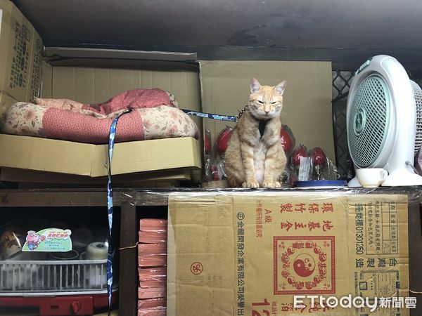 ▲天氣寒冷！橘貓被挖起床顧店　整天臭臉看人：還沒睡飽啦（圖／網友蘇秀燕提供，請勿隨意翻拍，以免侵權。）