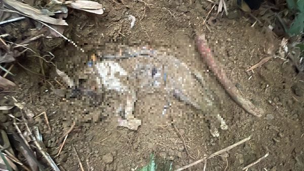 ▲▼1個月至少殺5貓！虐貓慣犯「還是自由身」　呂秋遠：要查核領養人。（圖／台北市動保處提供）