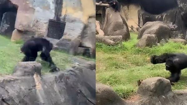 ▲▼動物園黑猩猩。（圖／翻攝自黑色豪門企業）