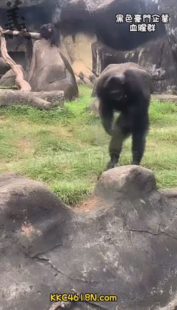 ▲▼動物園黑猩猩。（圖／翻攝自黑色豪門企業）