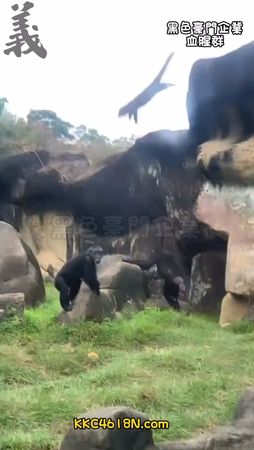 ▲▼動物園黑猩猩。（圖／翻攝自黑色豪門企業）