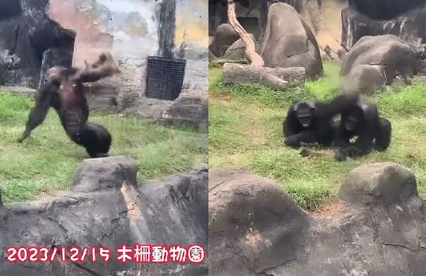 ▲▼動物園黑猩猩。（圖／翻攝自黑色豪門企業）