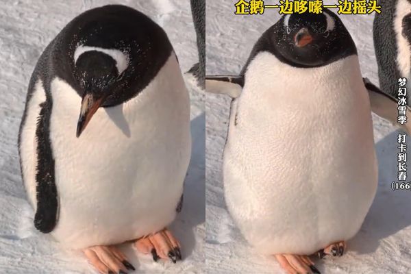 ▲長春動物園企鵝。（圖／翻攝自微博）