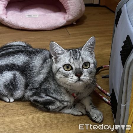 ▲▼藝術魂上身！美短「畫出一條屎路」　奔放構圖驚呆萬人：太有才。（圖／IG@cc.catman）