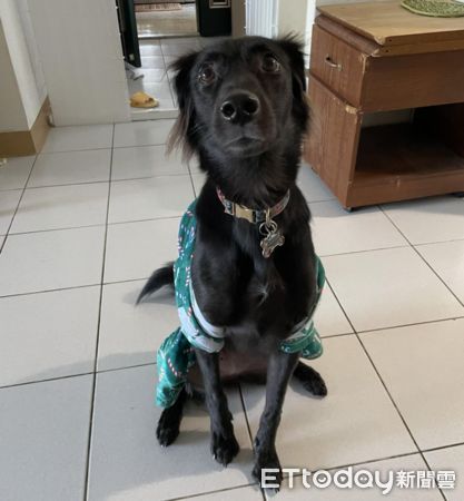 ▲▼ 春花 歐告。（圖黃小姐／網友提供，請勿隨意翻拍，以免侵權。）