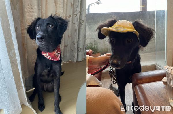 ▲▼ 春花 歐告。（圖黃小姐／網友提供，請勿隨意翻拍，以免侵權。）