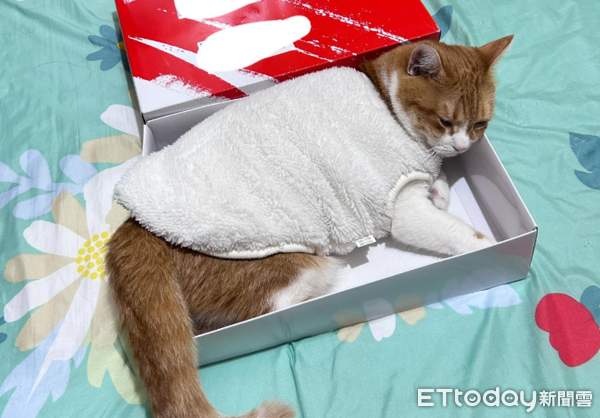 ▲昨天才咳嗽！「怕熱貓」遭阿母苦勸穿衣服　套上後縮紙箱定格不動（圖／網友馬梅提供，請勿隨意翻拍，以免侵權。）