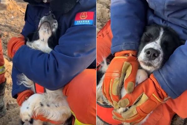 d7413360 ▲▼搜救犬「忍零下15度」挺進震區救災 緊窩領犬員懷裡瞇眼取暖。(圖/翻攝自微博)