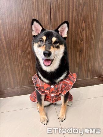 ▲▼黑柴「摳摳」。（圖／Facebook網友＠風動鈴心提供，請勿隨意翻拍，以免侵權。）