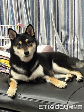 ▲▼黑柴「摳摳」。（圖／Facebook網友＠風動鈴心提供，請勿隨意翻拍，以免侵權。）