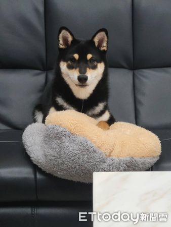 ▲▼黑柴「摳摳」。（圖／Facebook網友＠風動鈴心提供，請勿隨意翻拍，以免侵權。）