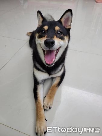 ▲▼黑柴「摳摳」。（圖／Facebook網友＠風動鈴心提供，請勿隨意翻拍，以免侵權。）