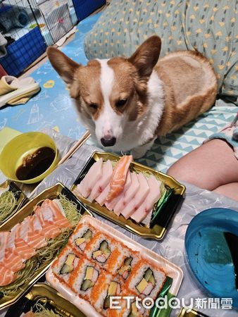 d7414618 ▲▼柯基犬「YoYo」。(圖/Facebook@Yiu Roy提供,請勿隨意翻拍,以免侵權。)