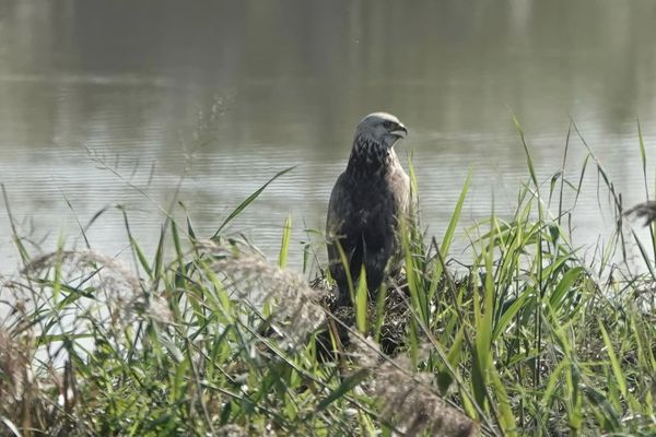 d7415602 ▲「稀有保育類候鳥」現蹤關渡!一票人闖管制區搶拍 動保處警告了。(圖/台北市動保處提供)