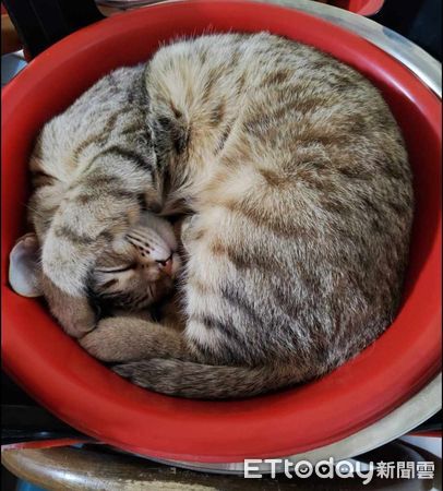 d7415709 ▲忘記補貨鱉蛋粉!虎斑貓賭氣7天「零食賠罪」也哄不好 媽好無奈。(圖/飼主陳小姐提供)