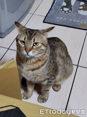 d7415712 ▲忘記補貨鱉蛋粉!虎斑貓賭氣7天「零食賠罪」也哄不好 媽好無奈。(圖/飼主陳小姐提供)