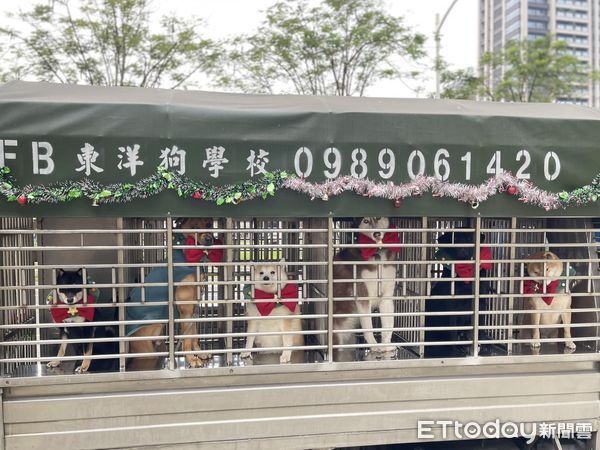 d7415773 ▲「車上載滿聖誕汪」以為捕狗大隊也過節 他細看發現真相:嚇到!(圖/粉專「東洋狗學校」提供)