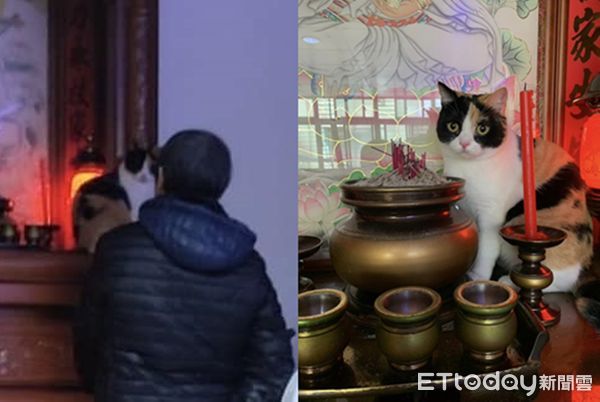 d7416212 ▲喵孫爬上神桌阿嬤猛盯 「寵溺一句話」笑噴家人:誰說不喜歡貓?(圖/網友鄭如玉提供)