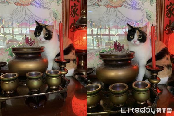 d7416213 ▲喵孫爬上神桌阿嬤猛盯 「寵溺一句話」笑噴家人:誰說不喜歡貓?(圖/網友鄭如玉提供)