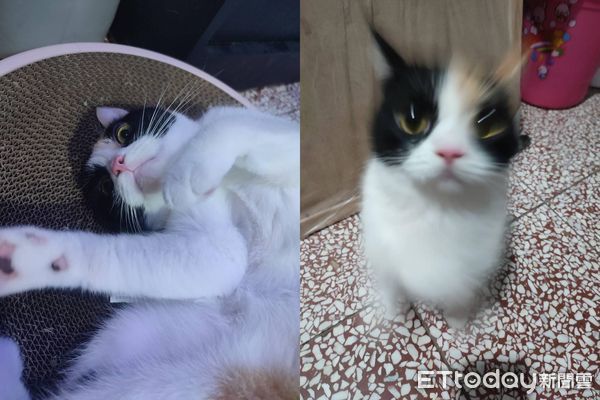 d7416215 ▲喵孫爬上神桌阿嬤猛盯 「寵溺一句話」笑噴家人:誰說不喜歡貓?(圖/網友鄭如玉提供)