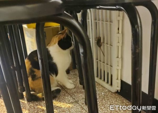d7416216 ▲喵孫爬上神桌阿嬤猛盯 「寵溺一句話」笑噴家人:誰說不喜歡貓?(圖/網友鄭如玉提供)