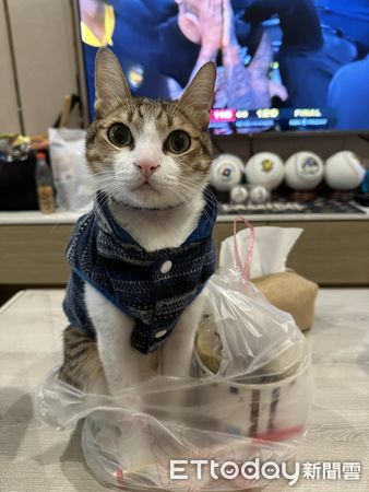 ▲小火鍋放桌上「袋子自己長出貓」　牠屁屁緊貼超享受：溫度嘟嘟好。（圖／飼主An Bo提供）