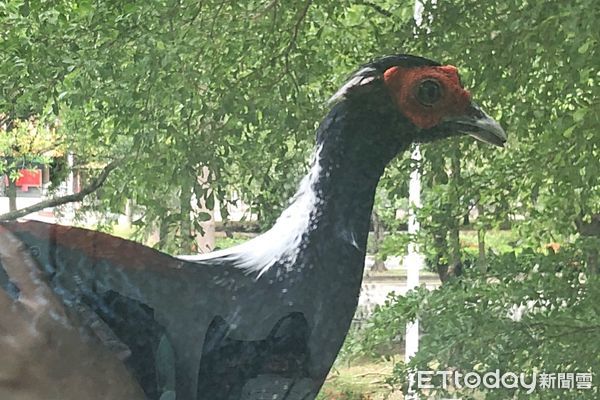 ▲一公尺身長藍腹鷳出沒嘉義市區。（圖／蔡智偉提供）