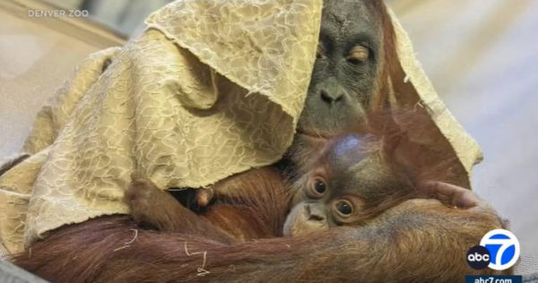 d7416897 丹佛動物園8月誕生一隻紅毛猩猩西斯卡,不過無法確定的生父是誰。(圖/翻攝自abc7.com)