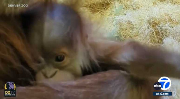 d7416899 飼養員無法確定父親到底是誰。(圖/翻攝自abc7.com)