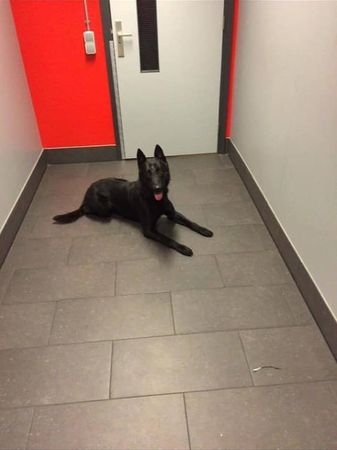 d7417323 警犬King。(圖/翻攝自Chris Duhon臉書)