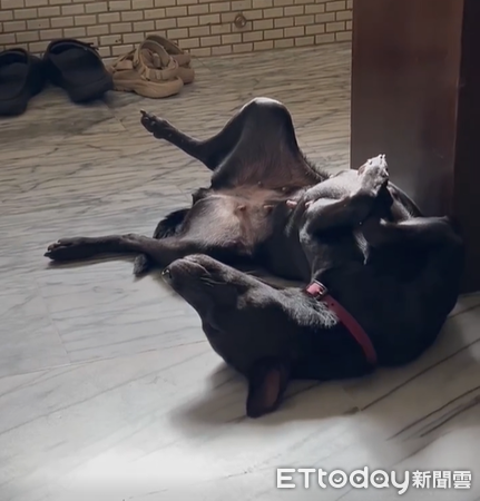 ▲▼黑犬「阿默」。（圖／Facebook＠皇曉含提供，請勿隨意翻拍，以免侵權。）