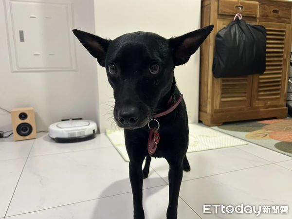 ▲▼黑犬「阿默」。（圖／Facebook＠皇曉含提供，請勿隨意翻拍，以免侵權。）