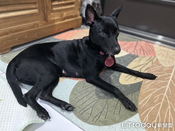 ▲▼黑犬「阿默」。（圖／Facebook＠皇曉含提供，請勿隨意翻拍，以免侵權。）