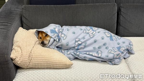 ▲阿母曬完衣服上樓！發現柴犬躺沙發「包成壽司捲」　千人看完驚呆。（圖／飼主Chummin WU提供）
