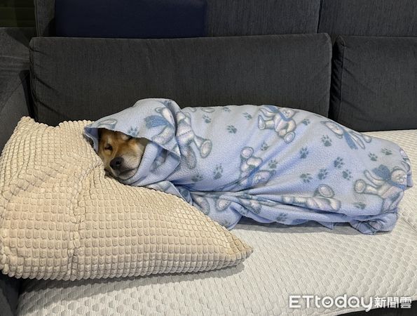 ▲阿母曬完衣服上樓！發現柴犬躺沙發「包成壽司捲」　千人看完驚呆。（圖／飼主Chummin WU提供）