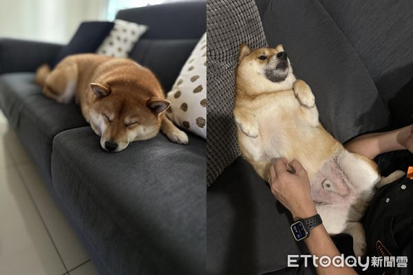 ▲阿母曬完衣服上樓！發現柴犬躺沙發「包成壽司捲」　千人看完驚呆。（圖／飼主Chummin WU提供）