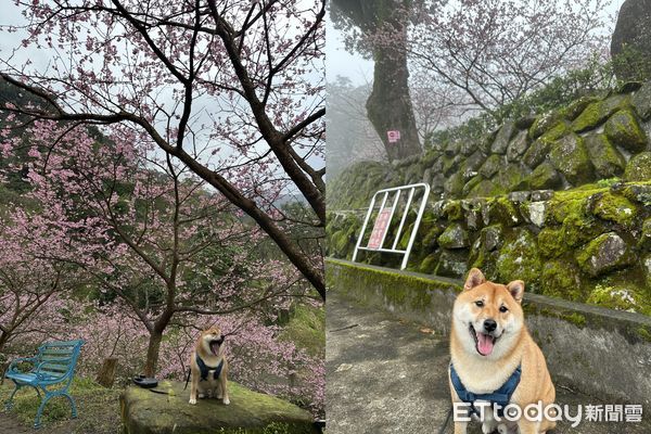 ▲阿母曬完衣服上樓！發現柴犬躺沙發「包成壽司捲」　千人看完驚呆。（圖／飼主Chummin WU提供）