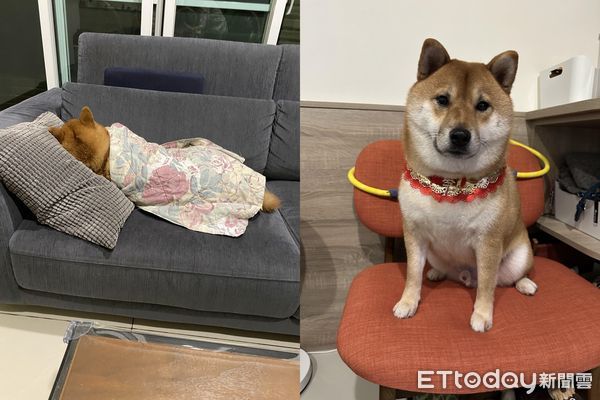 ▲阿母曬完衣服上樓！發現柴犬躺沙發「包成壽司捲」　千人看完驚呆。（圖／飼主Chummin WU提供）