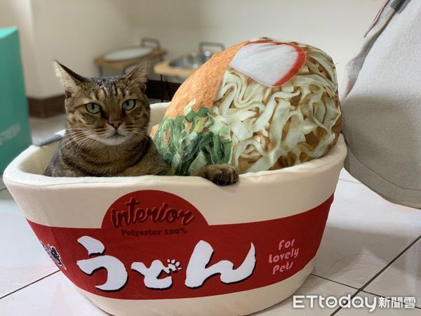 ▲▼貓咪「阿福」。（圖／Facebook＠陳珈筠提供，請勿隨意翻拍，以免侵權。）