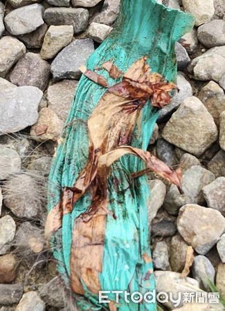 ▲埔里獼猴「遭膠帶綑綁」雙手布滿血痕　協會氣：可能是被虐脫逃的。（圖／台灣獼猴共存推廣協會授權提供）